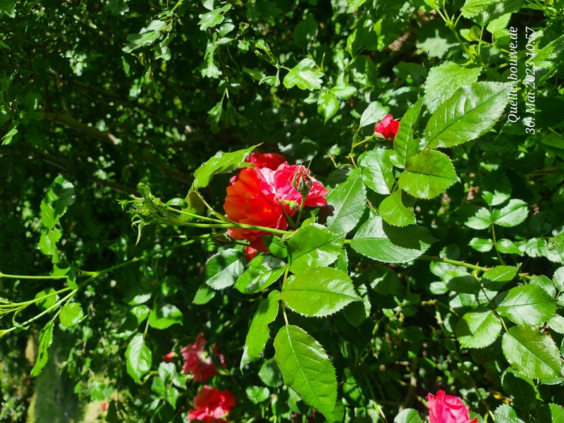 Dich kann man hiermit vergleichen