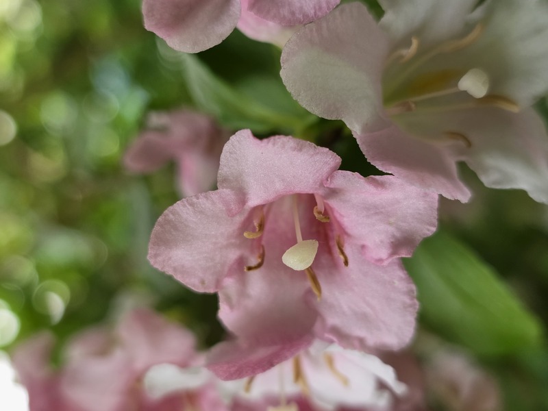 Was sagt dir diese Blume ?
