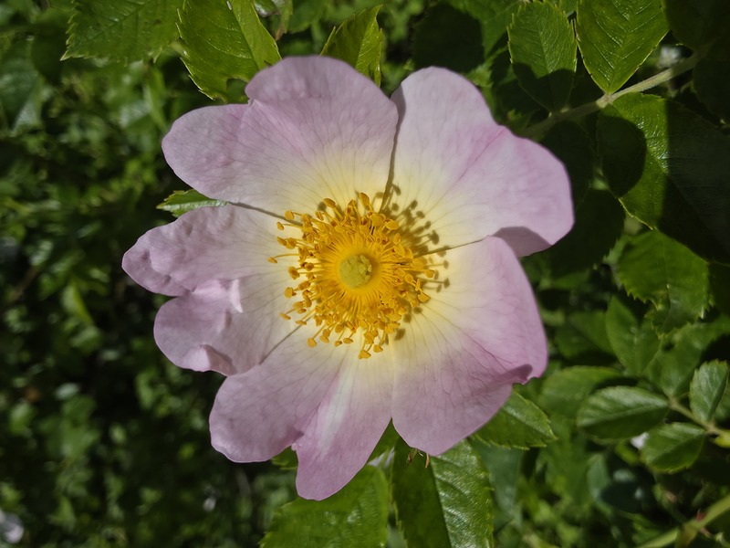 UBT Blumen